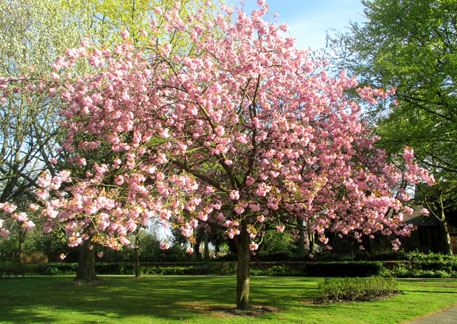 Cherry Tree planted by Whittington Oval Infants School
        1972