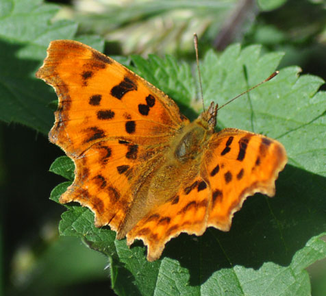 Comma
Butterfly