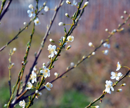 Spring
Blossom